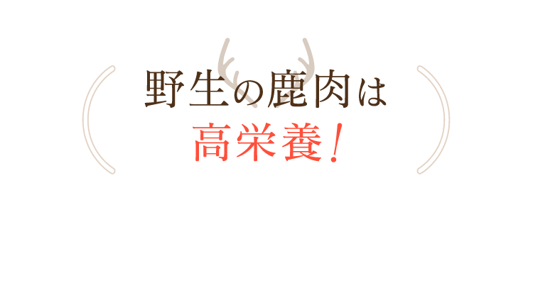 野生の鹿肉は高栄養