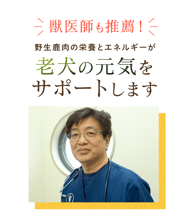 獣医師も推薦！ 野生鹿肉の栄養とエネルギーが老犬の元気をサポートします