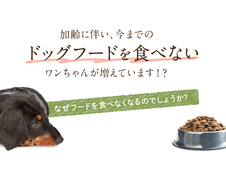 加齢に伴い､今までのドッグフードを食べないワンちゃんが増えています！？