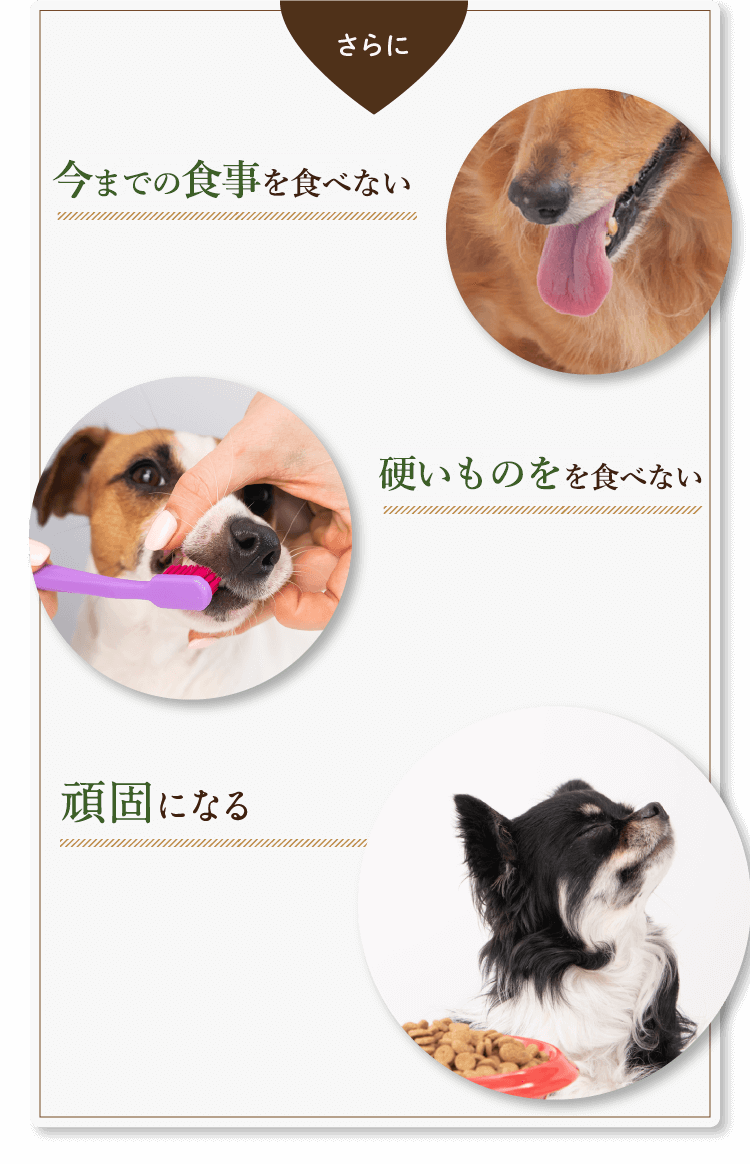 さらに　味覚・嗅覚の衰え　歯や歯茎の衰え　頑固になる