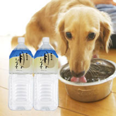 ドッグスタンス,DOGSTANCE
