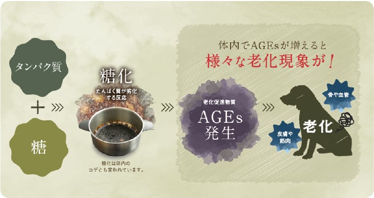体内でAGEsが増えると様々な老化現象が!