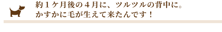 約１ケ月後の４月に、ツルツルの背中に。かすかに毛が生えて来たんです！