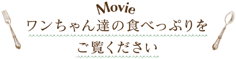 ワンちゃんたちの食べっぷりをご覧ください