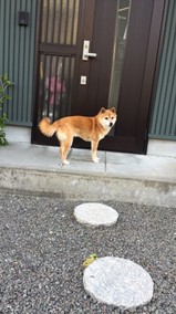 立派な毛並みと筋肉が戻りました