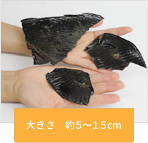 大きさ　約５～１５cm