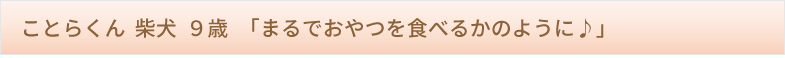 ことらくん 柴犬 ９歳　「まるでおやつを食べるかのように♪」