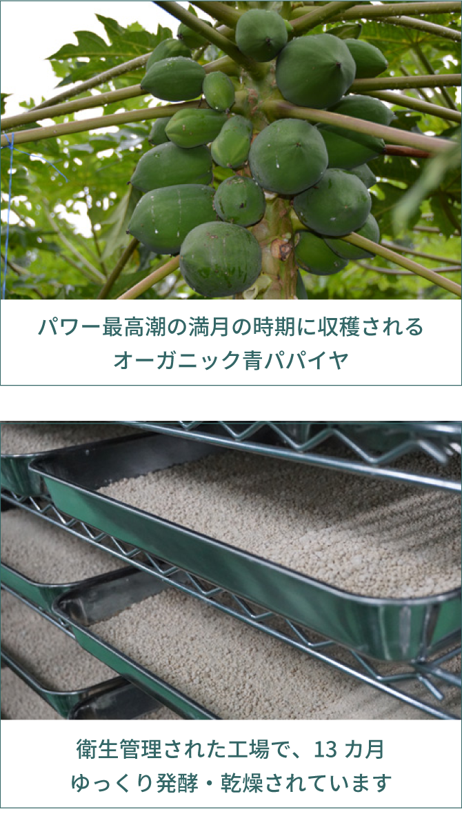 犬 酵素 発酵パパイヤ生酵素 青パパイヤ生酵素 天然素材100 無添加 安心の国産 無添加ドッグフード通販 犬 酵素 発酵パパイヤ生酵素 青パパイヤ生酵素 天然素材100 無添加 安心の国産 無添加ドッグフード通販