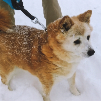 なんと３日目には歩いて散歩ができました。