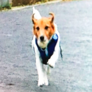 ドッグスタンス,DOGSTANCE