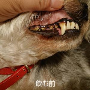 ドッグスタンス,DOGSTANCE
