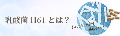 乳酸菌H61とは？