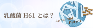 乳酸菌H61とは？