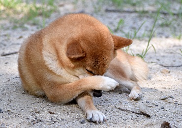 ドッグスタンス　療法食　皮膚ケア（フィッシュ）　痒がっている犬