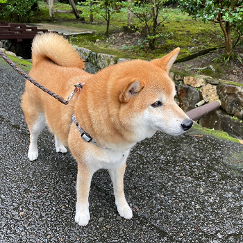 何より以前より身体が引き締まった気がします。