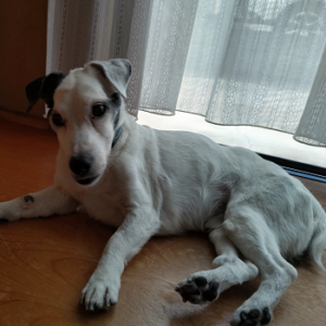 ドッグスタンス,DOGSTANCE