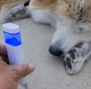 ドッグスタンス,DOGSTANCE