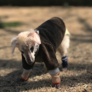 ドッグスタンス,DOGSTANCE