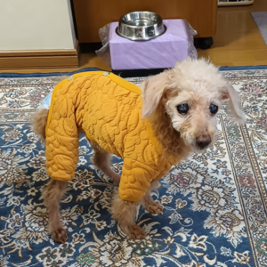 ドッグスタンス,DOGSTANCE
