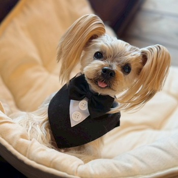 やっと見つけた本人が喜んで食べられるドッグフード