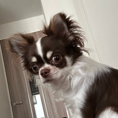 アレルギー反応もなく、毛艶もあり、排便回数も安定しています