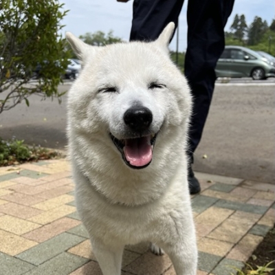 尻尾が上がり脚がスッと動くようになりました。